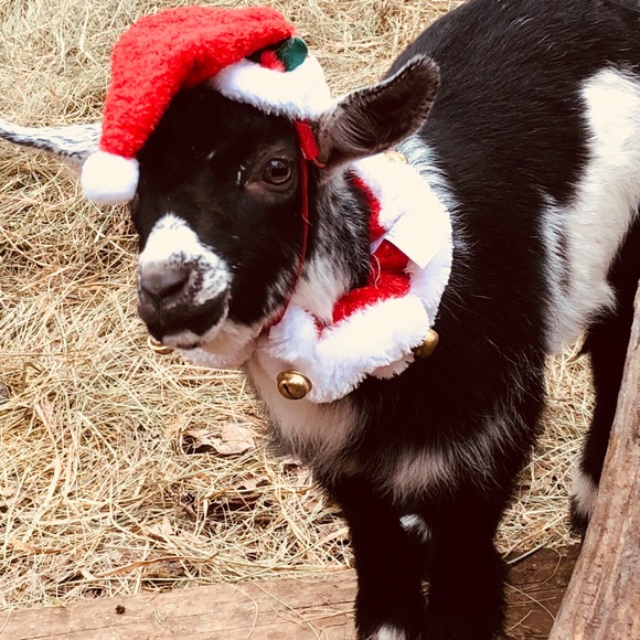 Meet your Posher, Carolyn - Picture 1 of 1